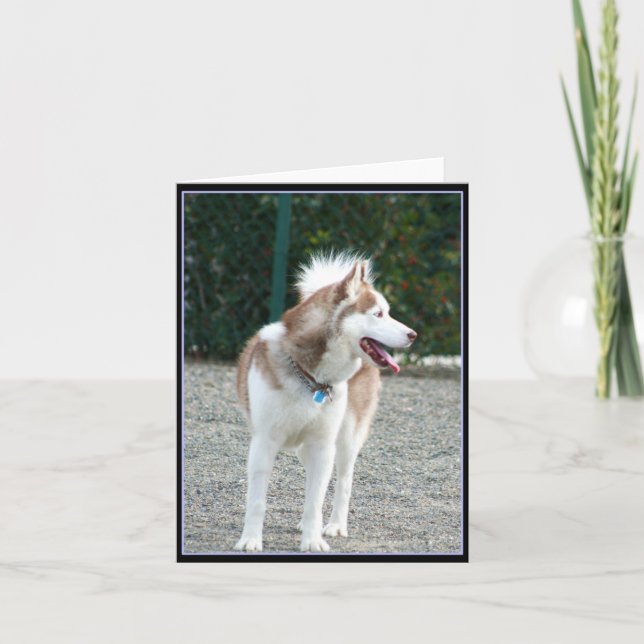 Siberian husky Notecard Kort (Framsida)
