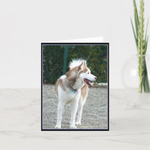 Siberian husky Notecard Kort