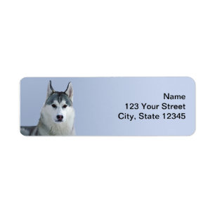 Siberian husky på blåttbakgrund returadress etikett