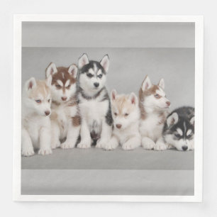 Siberian husky Pappra blöjor Pappersservett