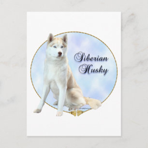 Siberian husky Porträtt Vykort