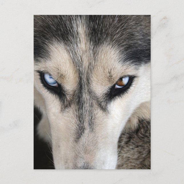 Siberian Husky Postcrossing Vykort (Framsida)