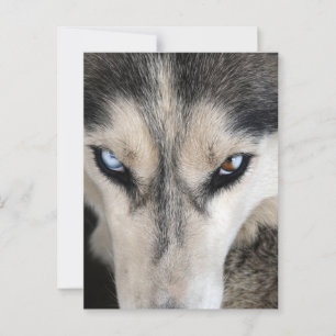 Siberian Husky Postcrossing Vykort