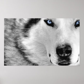 Siberian husky Poster