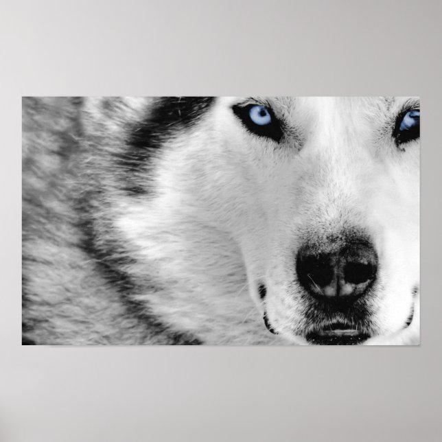 Siberian husky Poster (Framsidan)