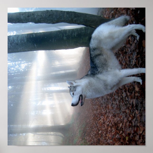 SIBERIAN HUSKY - POSTER (Framsidan)