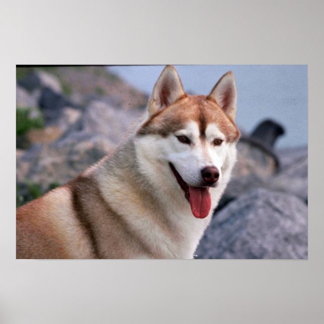 Siberian husky poster (Framsidan)