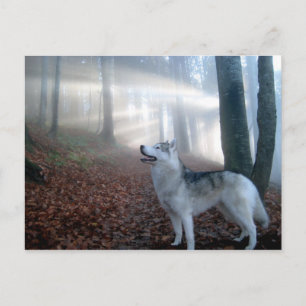 siberian husky - Postkarte Vykort