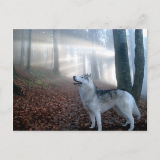 siberian husky - Postkarte Vykort