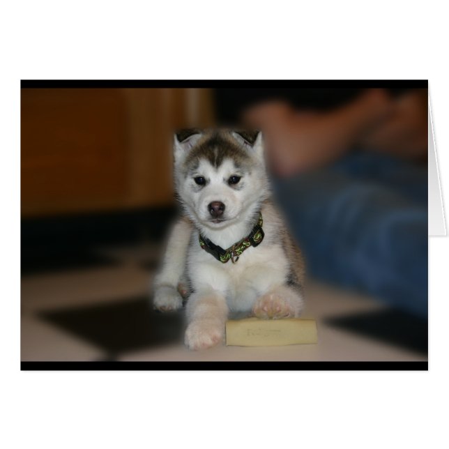 Siberian husky Puppy Hälsningskort (Framsidan Horizontal)