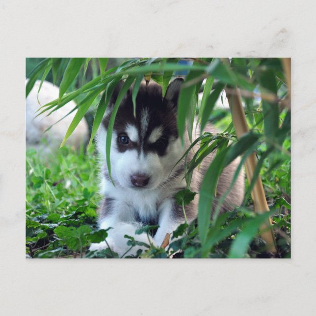siberian husky Puppy med Bamboo Vykort (Framsida)