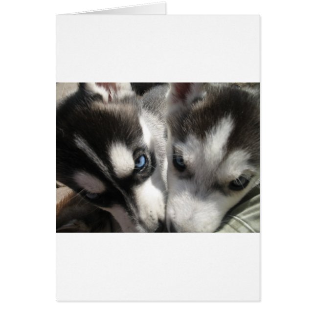 Siberian husky Puppy mugg Hälsningskort (Framsidan)