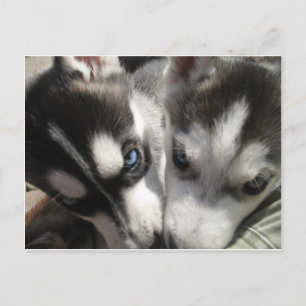 siberian husky Puppy mugg Vykort