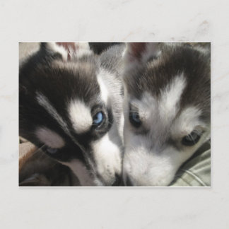 siberian husky Puppy mugg Vykort