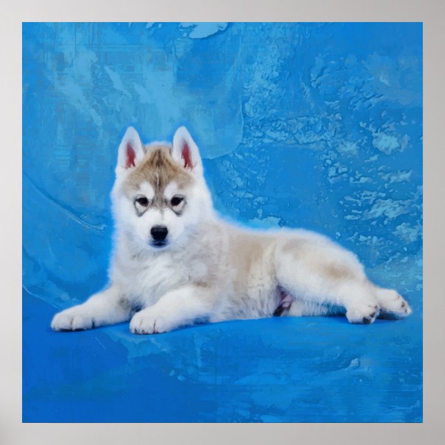 Siberian husky Puppy Poster (Framsidan)