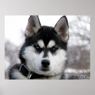 Siberian husky Puppy poster