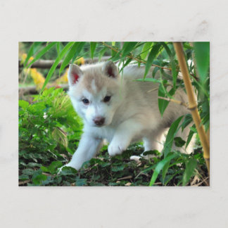 Siberian husky Puppy Vykort