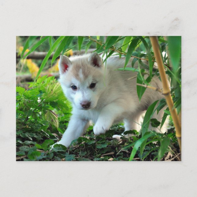 Siberian husky Puppy Vykort (Framsida)