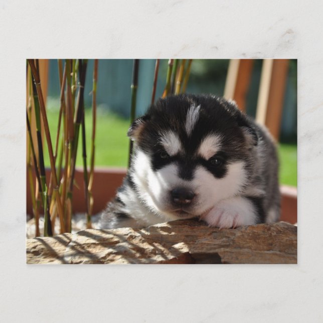 Siberian Husky Puppy with Bamboo Vykort (Framsida)