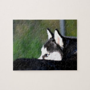 Siberian husky pussel