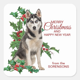 Siberian husky Red Berry Holly-jul Fyrkantigt Klistermärke
