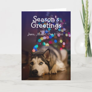Siberian husky som lägger på hans favorit- leksak helgkort