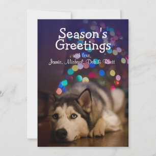 Siberian husky som lägger på sin favorit leksak