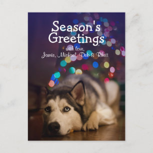 Siberian husky som lägger på sin favorit leksak vykort