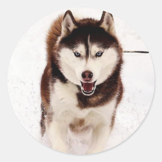 Siberian husky Stickers Runt Klistermärke