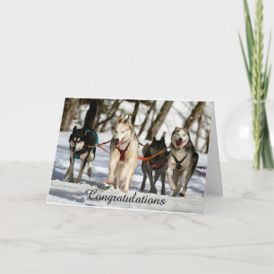 Siberian husky Studenten-kort Kort