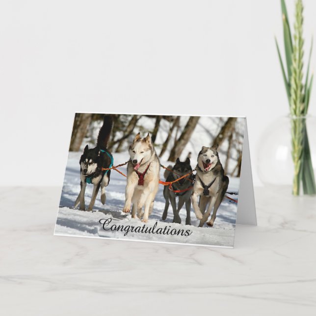 Siberian husky Studenten-kort Kort (Framsida)