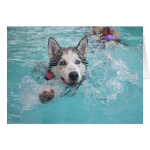 Siberian husky Swimming i Bassäng OBS Kort