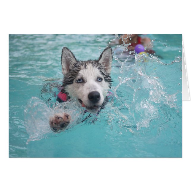 Siberian husky Swimming i Bassäng OBS Kort (Framsidan Horizontal)