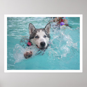 Siberian husky Swimming i Bassäng Poster