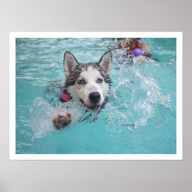 Siberian husky Swimming i Bassäng Poster (Framsidan)