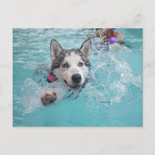 Siberian husky Swimming i Bassäng Vykort (Framsida)