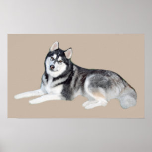 Siberian husky vackra utskrift poster