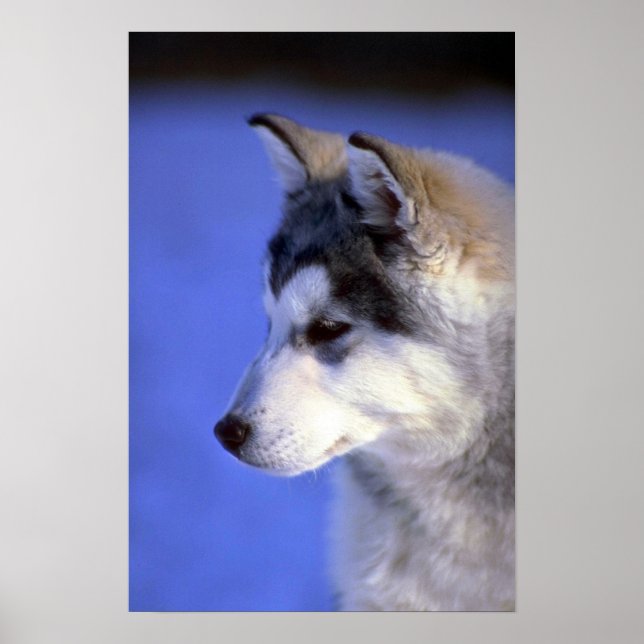 Siberian husky valp poster (Framsidan)