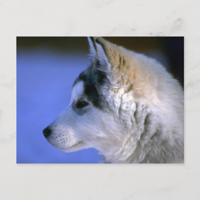 siberian husky valp vykort (Framsida)