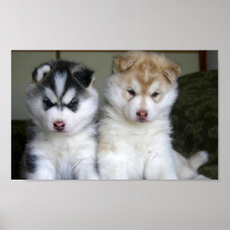 Siberian husky valpar poster