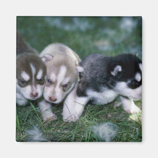 Siberian husky valper, 3 veckor magnet (Framsidan)