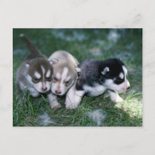 siberian husky valper, 3 veckor vykort