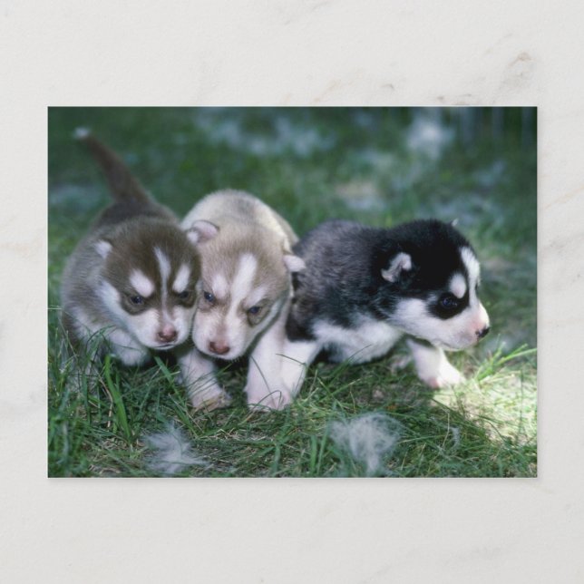 siberian husky valper, 3 veckor vykort (Framsida)