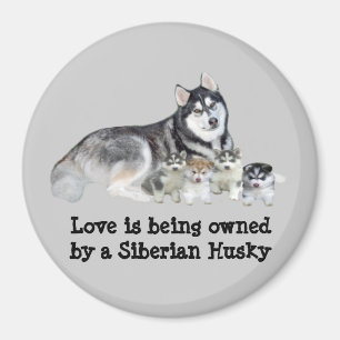 Siberian husky & valpmagnet magnet