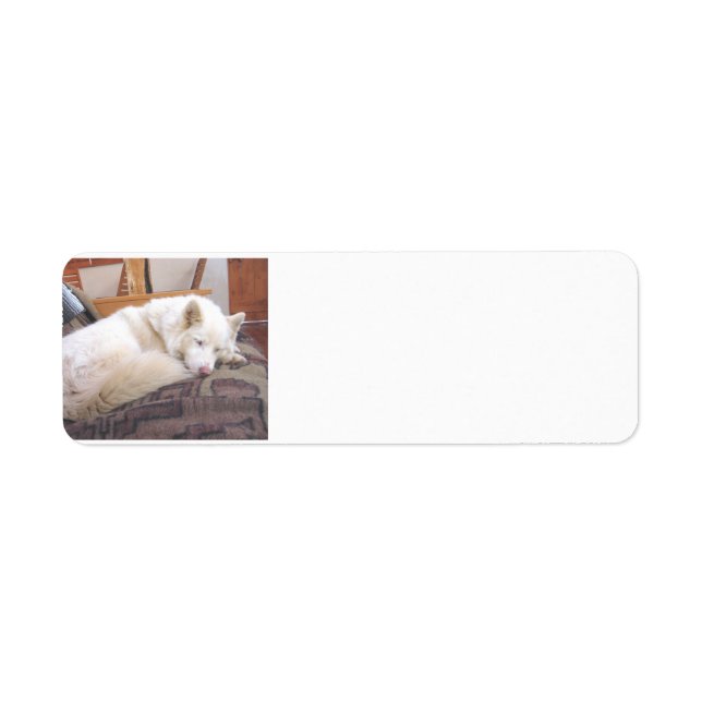 siberian husky, vit sömn returadress etikett (Framsidan)