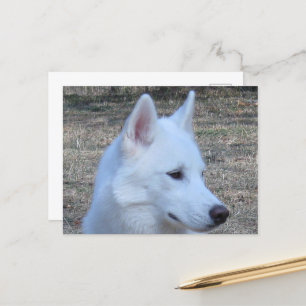 siberian husky vit vykort