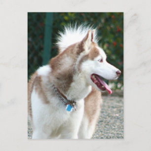 siberian husky vykort