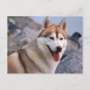 Siberian husky vykort