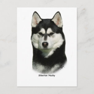 siberian husky vykort