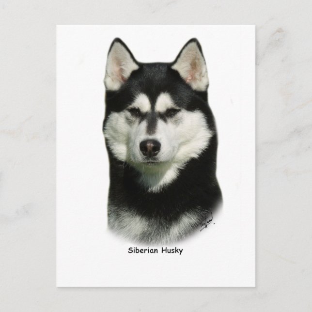 siberian husky vykort (Framsida)